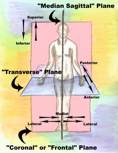 Anatomic Planes with Labels copy