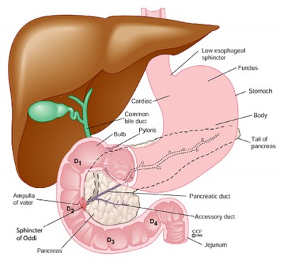 Gastrik