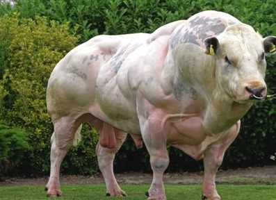 Lembu yang lahir tanpa myostatin.