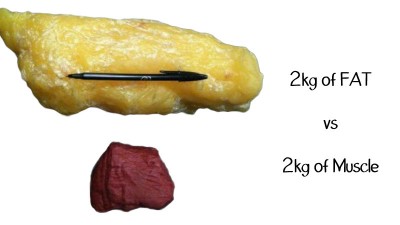 Berat Otot vs. Berat Lemak